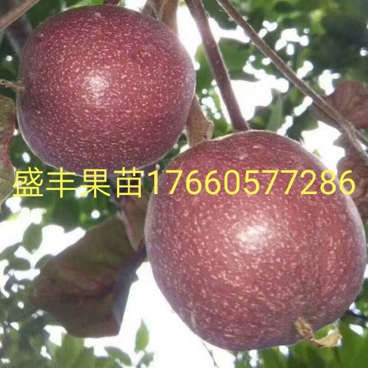 蒙阴县美国加州彩色红核桃苗 
