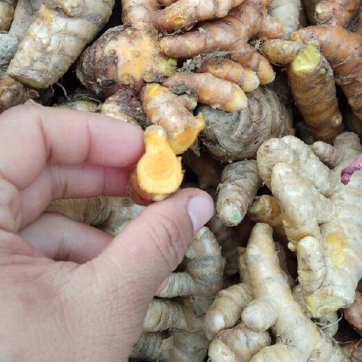 凤凰县姜黄 