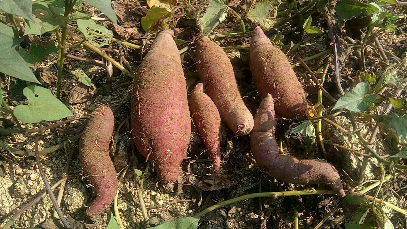 烟薯25 3两~6两 红皮 