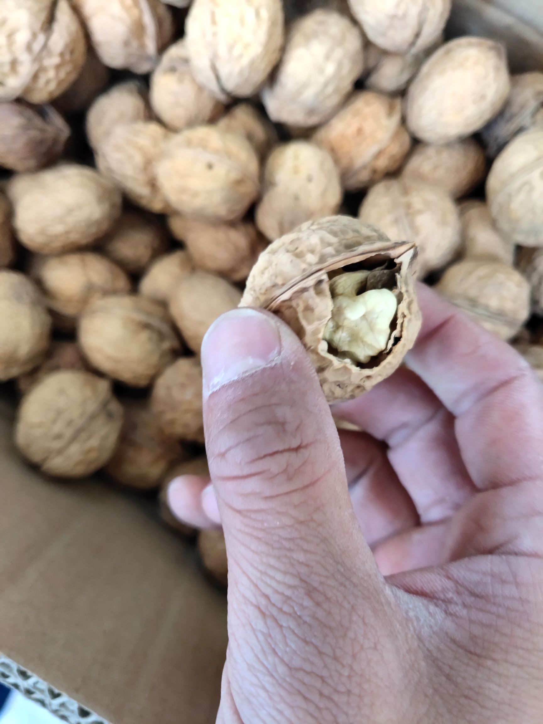  云南纸皮核桃19年新货  产地直发