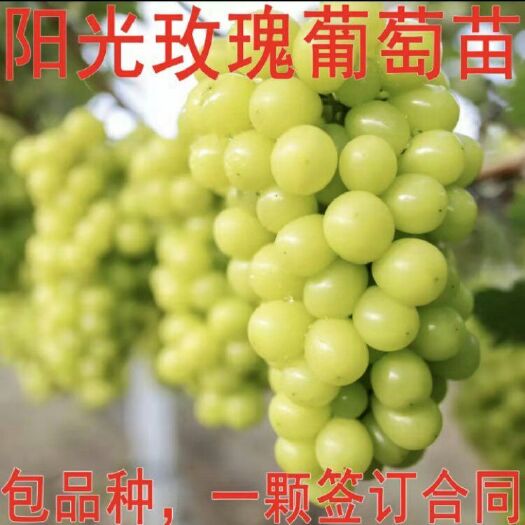 稷山县阳光玫瑰葡萄苗 