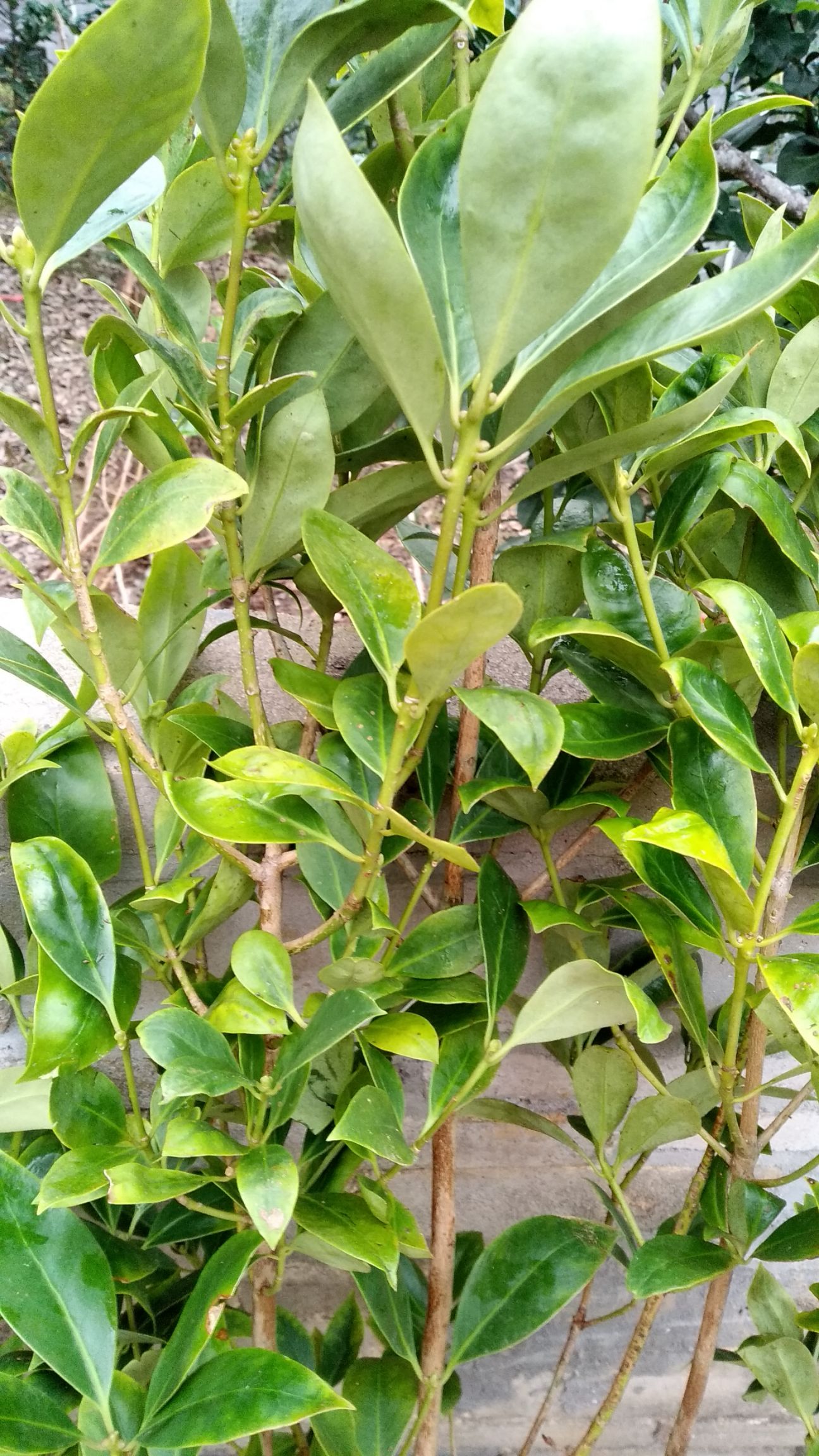 八角树