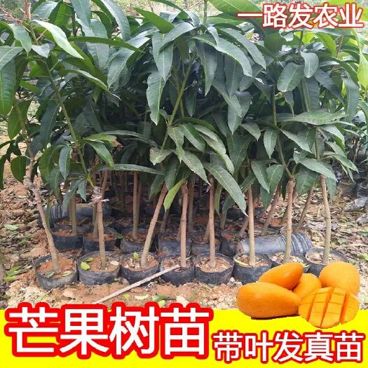 灵山县金煌芒果苗 