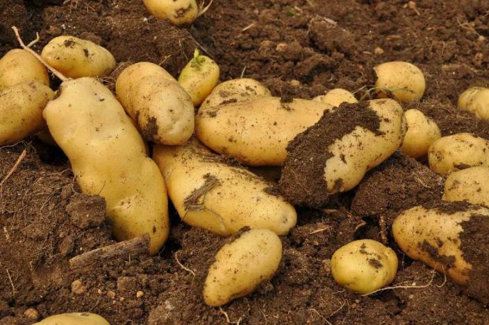 胖娃娃 花生专用，控旺 抗重茬 膨大素，详细介绍请看包装说明