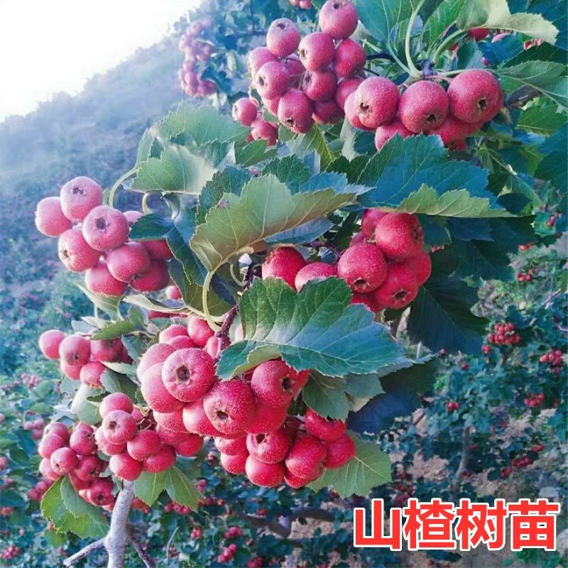 甜红子山楂苗 
