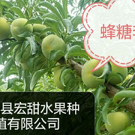 凤冈县蜂糖李树苗 