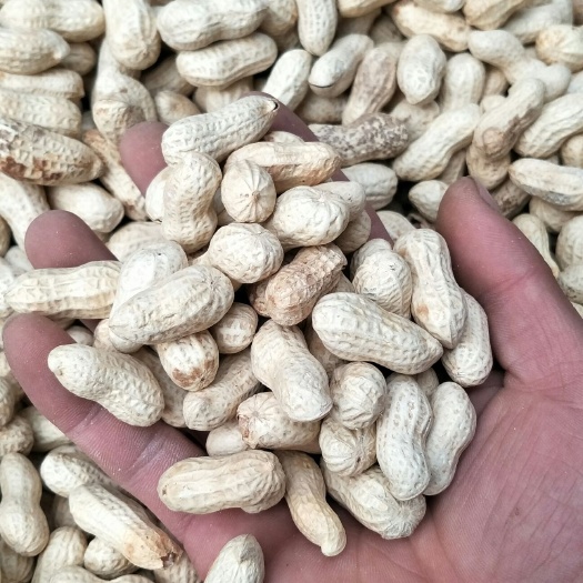 长葛市炒花生 6-12个月