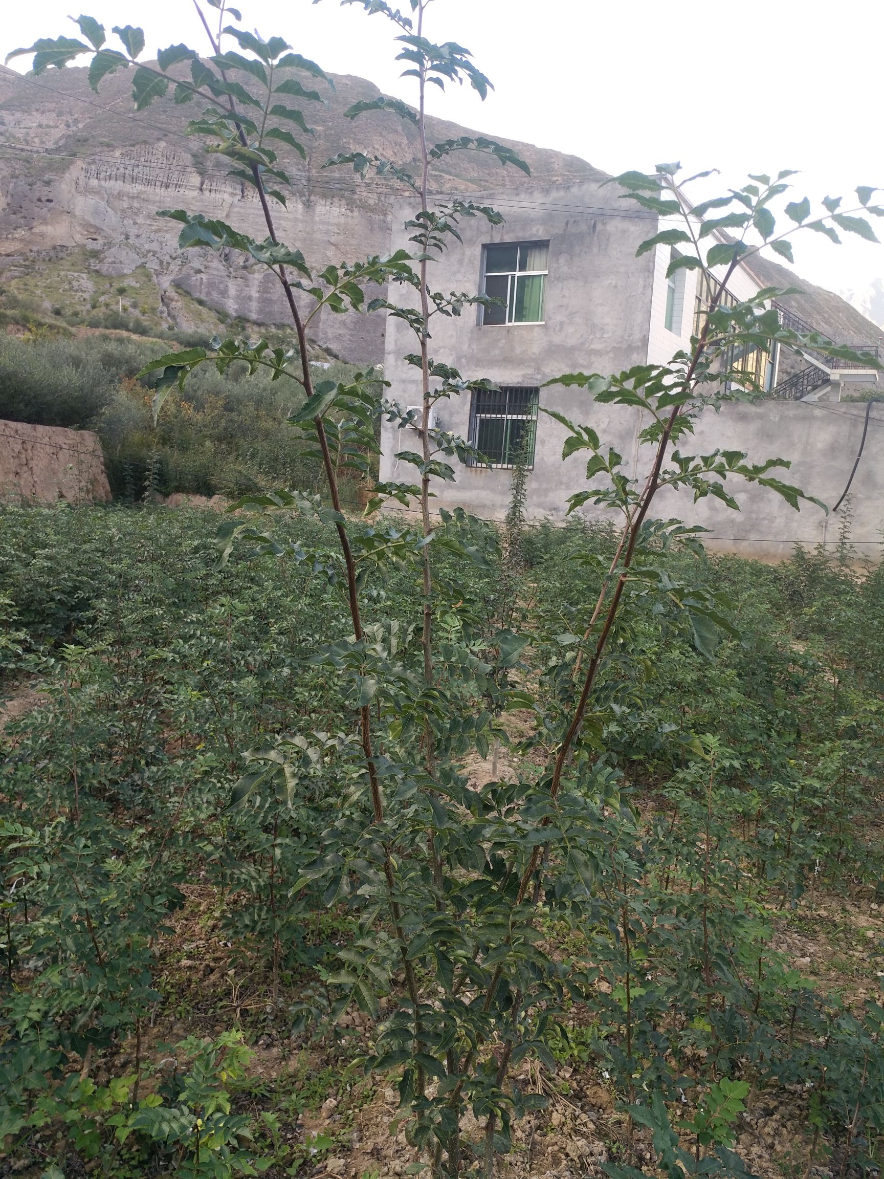 无刺花椒苗 