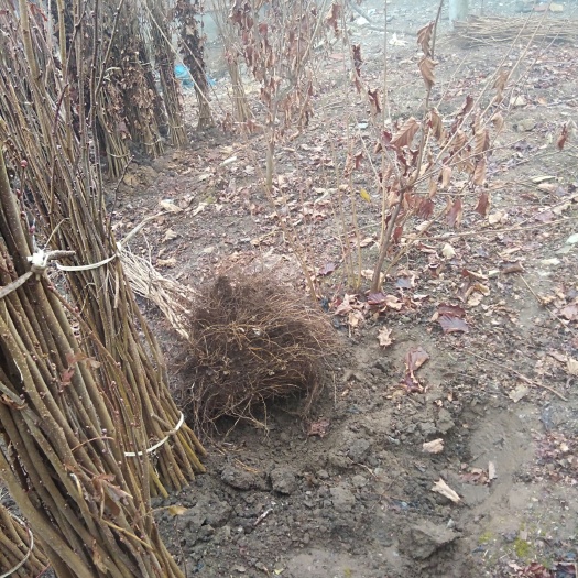 桓仁县平欧榛子苗 平欧揍子苗二级苗适应占地用，夹植一年后，也可做为补苗用，