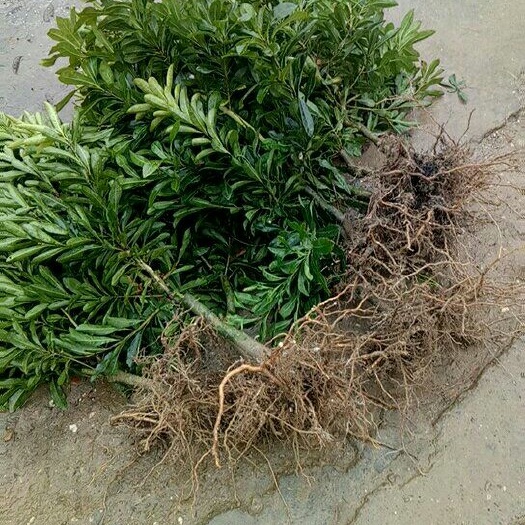 靖州县东槐杨梅苗 