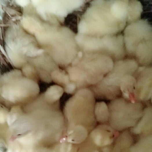 武邑县三花杂交鹅苗 