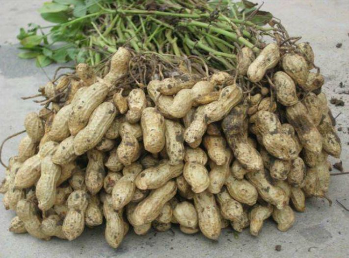 胖娃娃 花生专用，控旺 抗重茬 膨大素，详细介绍请看包装说明