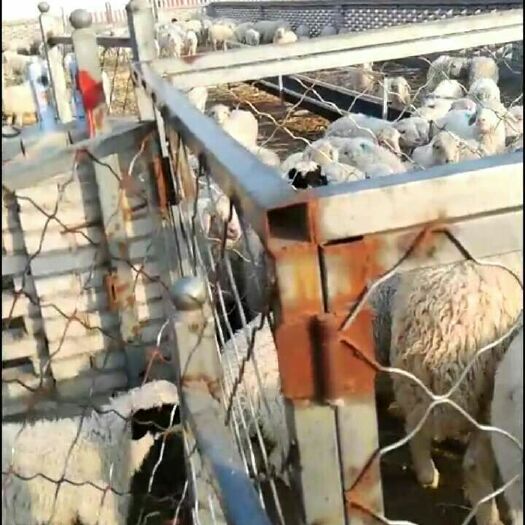 土右旗内蒙古绵羊 30-50斤 