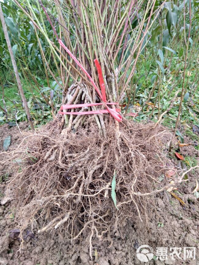 早中熟锦圆黄桃(锦绣芽变)苗比锦绣早熟10天现挖保湿包邮