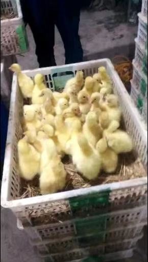 郓城县大白沙鹅苗 