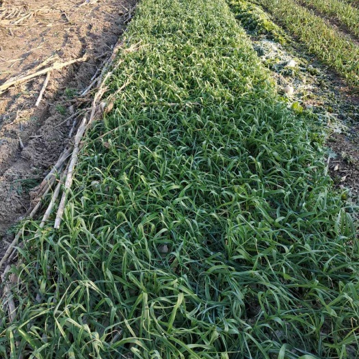 盐城红根蒜苗 40 - 45cm 
