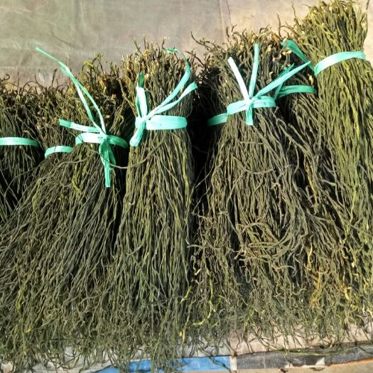 邳州市干豆角。精品豆角