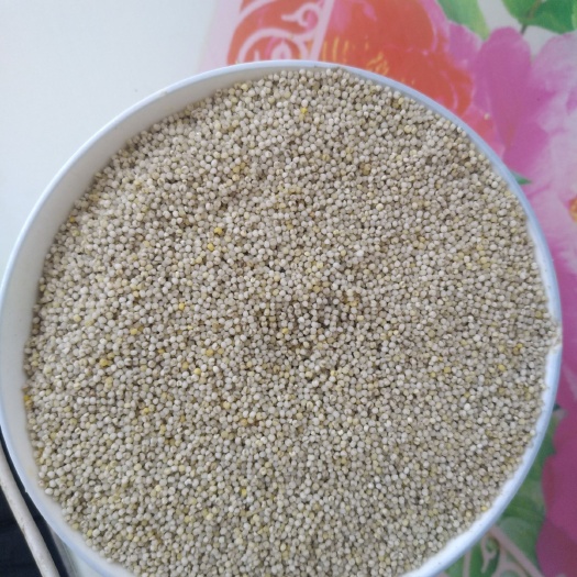 宁城县黑小米 