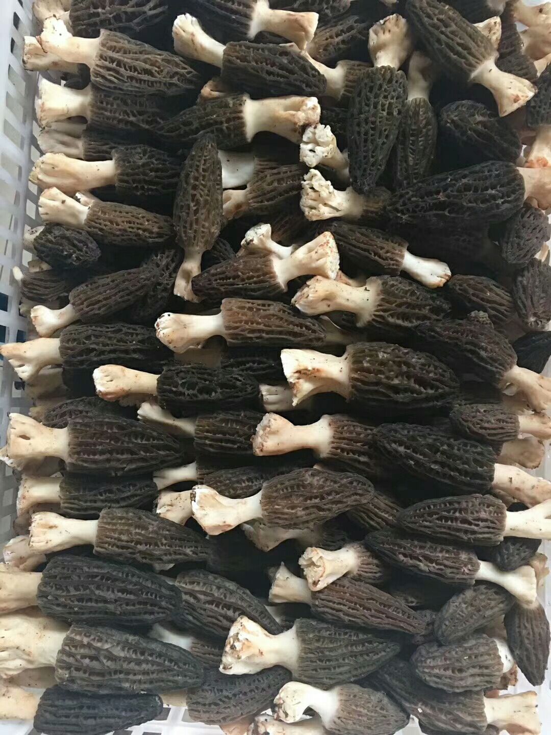 羊肚菌 鲜货 6cm~8cm 尖顶 灰黑色 人工种植 