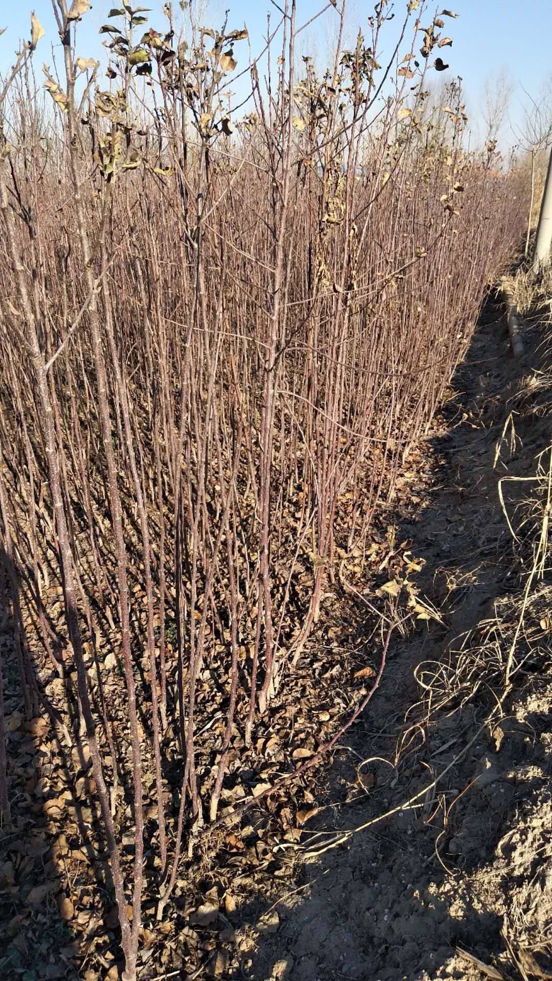 矮化红富士苹果苗 1~1.5米 