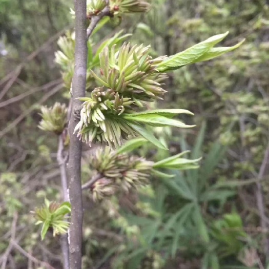 瑞昌市杜仲雄花 