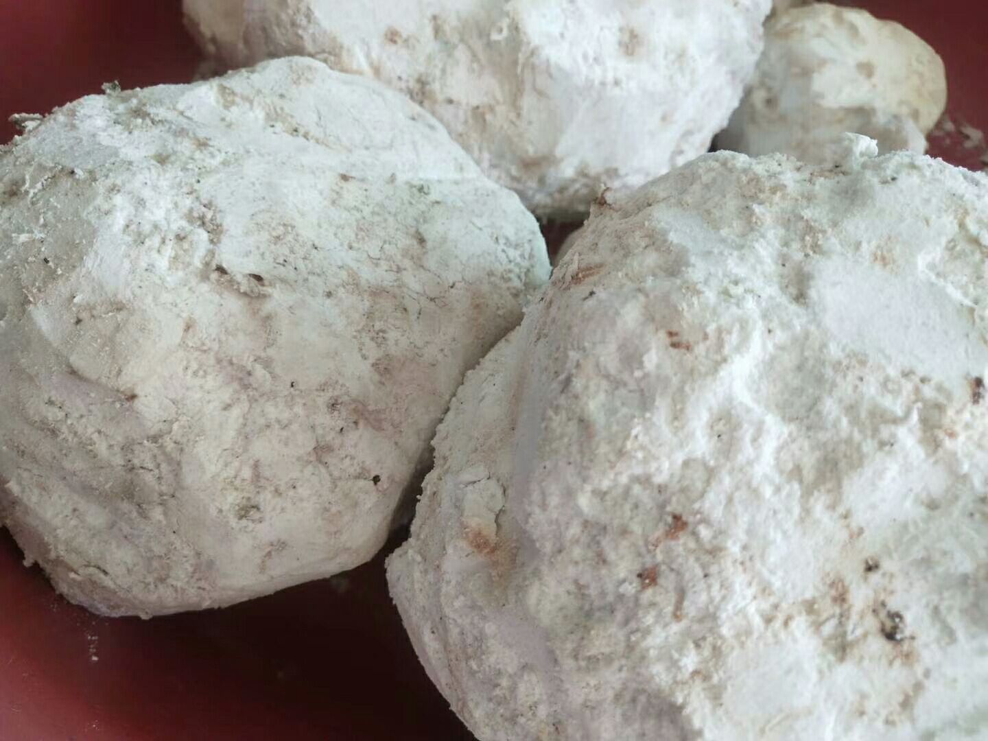茯苓 