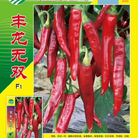 萧县甜椒种子 杂交种 ≥97% 