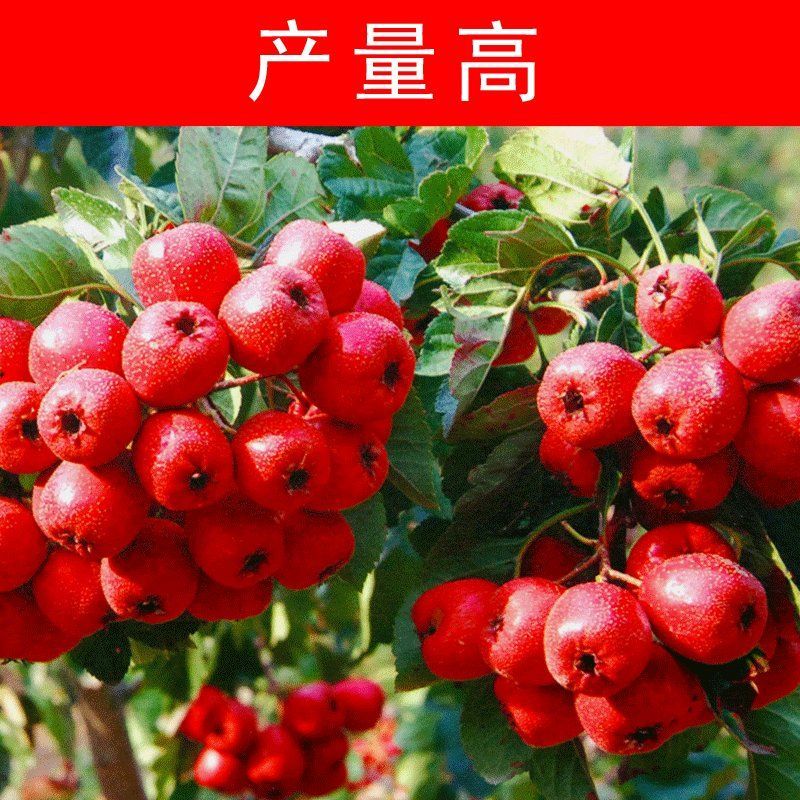 平邑县大金星山楂树苗 