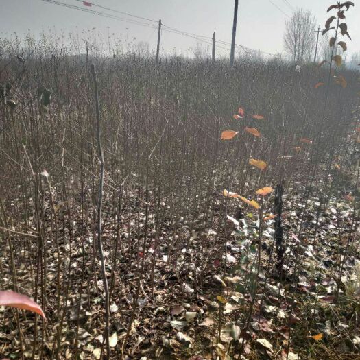 泰安 君迁子苗 黑枣苗 软枣苗  嫁接柿子砧木苗