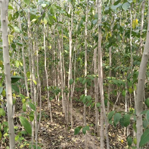 贵阳杜仲苗 