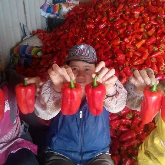 平果市辣椒  蔬菜基地批发  甜椒  青椒  二荆条  泡椒（低于市价）