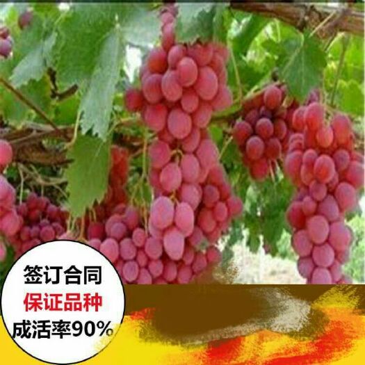 稷山县克伦生葡萄苗 