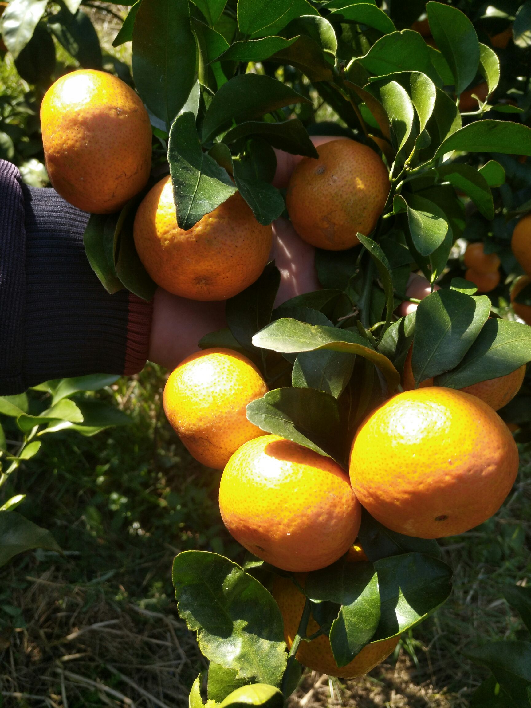 沙糖桔 3.5 - 4cm 1.5 - 2两 