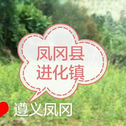 凤冈县蜂糖李树苗 