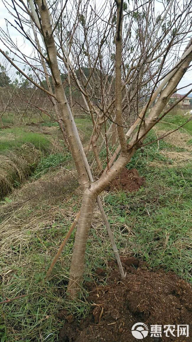 早中熟锦圆黄桃(锦绣芽变)苗比锦绣早熟10天现挖保湿包邮