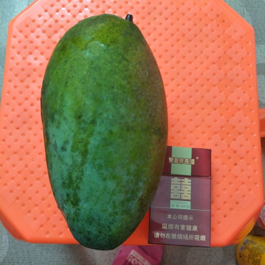 金煌芒果苗 