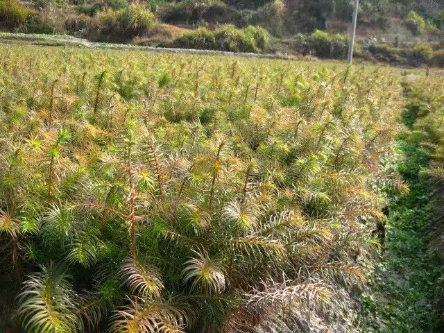 奉新县杉木树苗