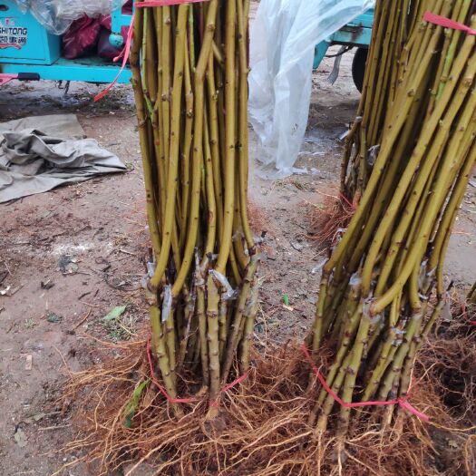 平邑县黄金蜜桃树苗 大量现货，保正品种