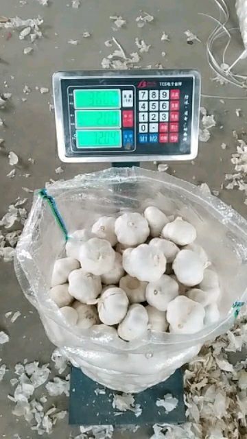 金乡县 精品金乡纯白皮大蒜
