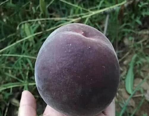 平邑县黑桃苗  黑油皇后