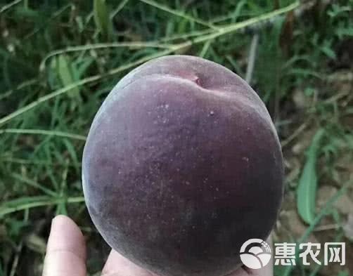 黑桃苗  黑油皇后