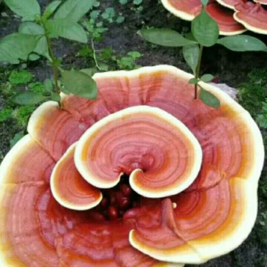 冠县人工灵芝 
