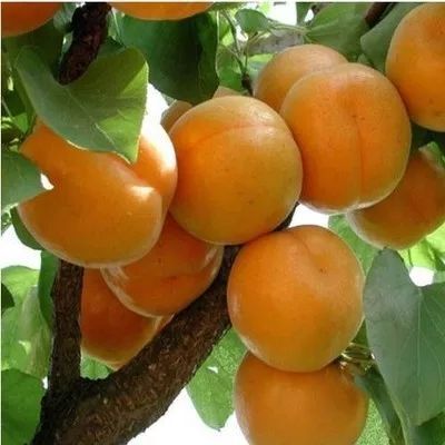 平邑县珍珠油杏苗 