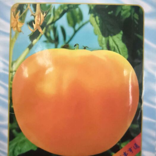 南阳草莓番茄种子 特大黄柿子蕃茄 自然老味道