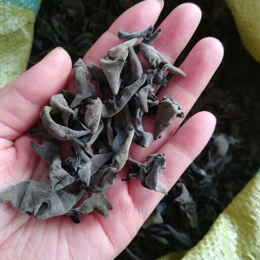 尚志市黑木耳 干木耳 二级