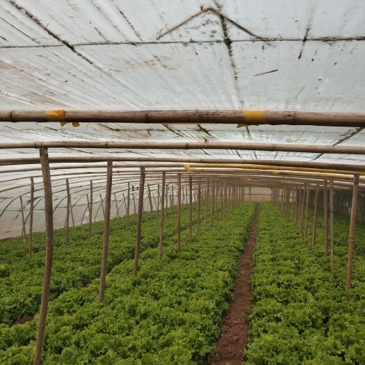 邯郸散叶生菜 7~8两