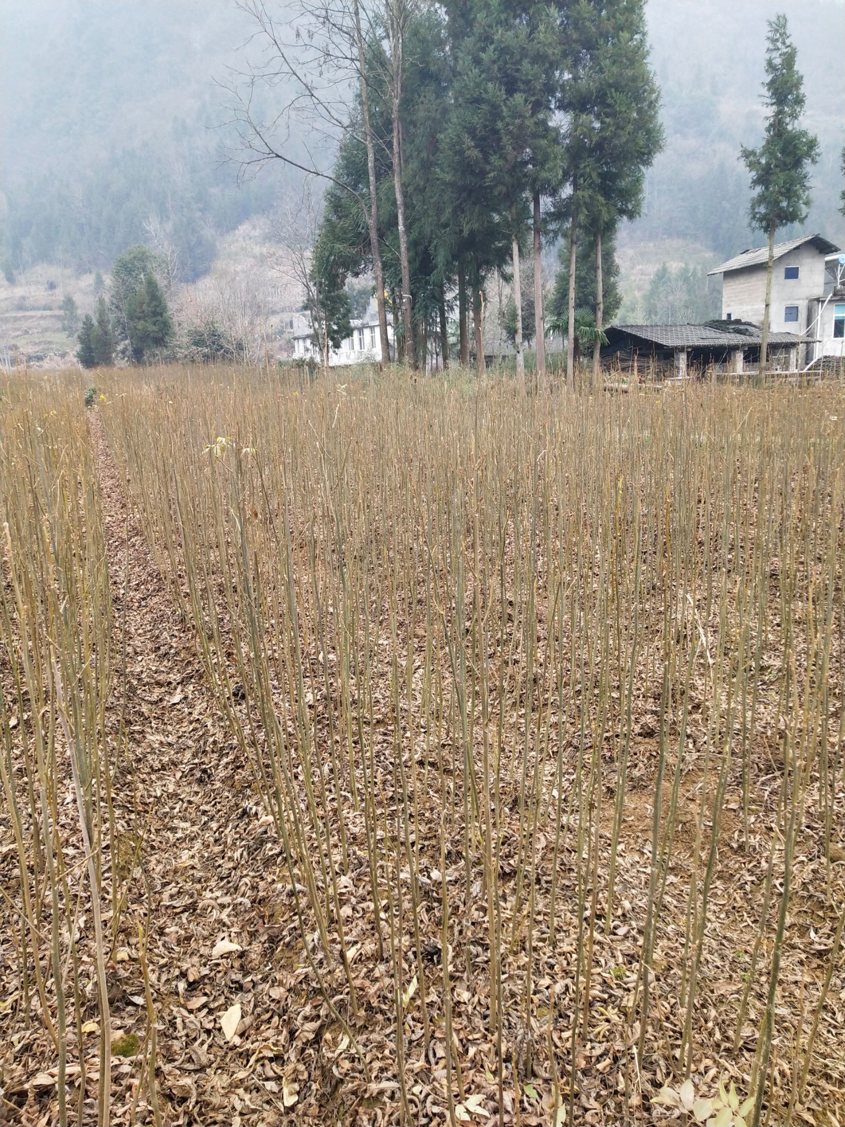 青钱柳 小苗销售