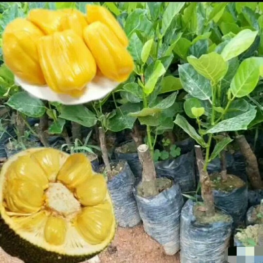 灵山县马来西亚一号菠萝蜜苗