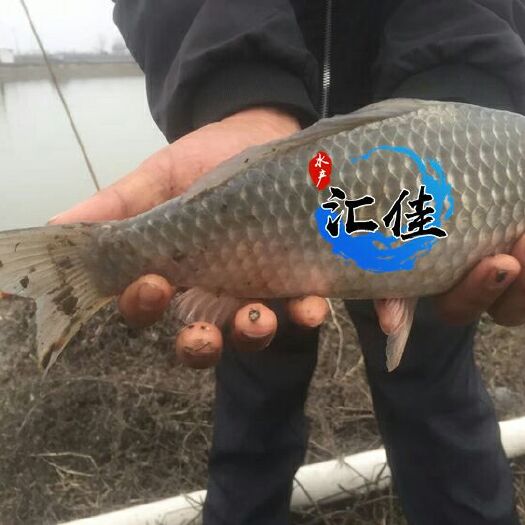 广州鲫鱼苗 