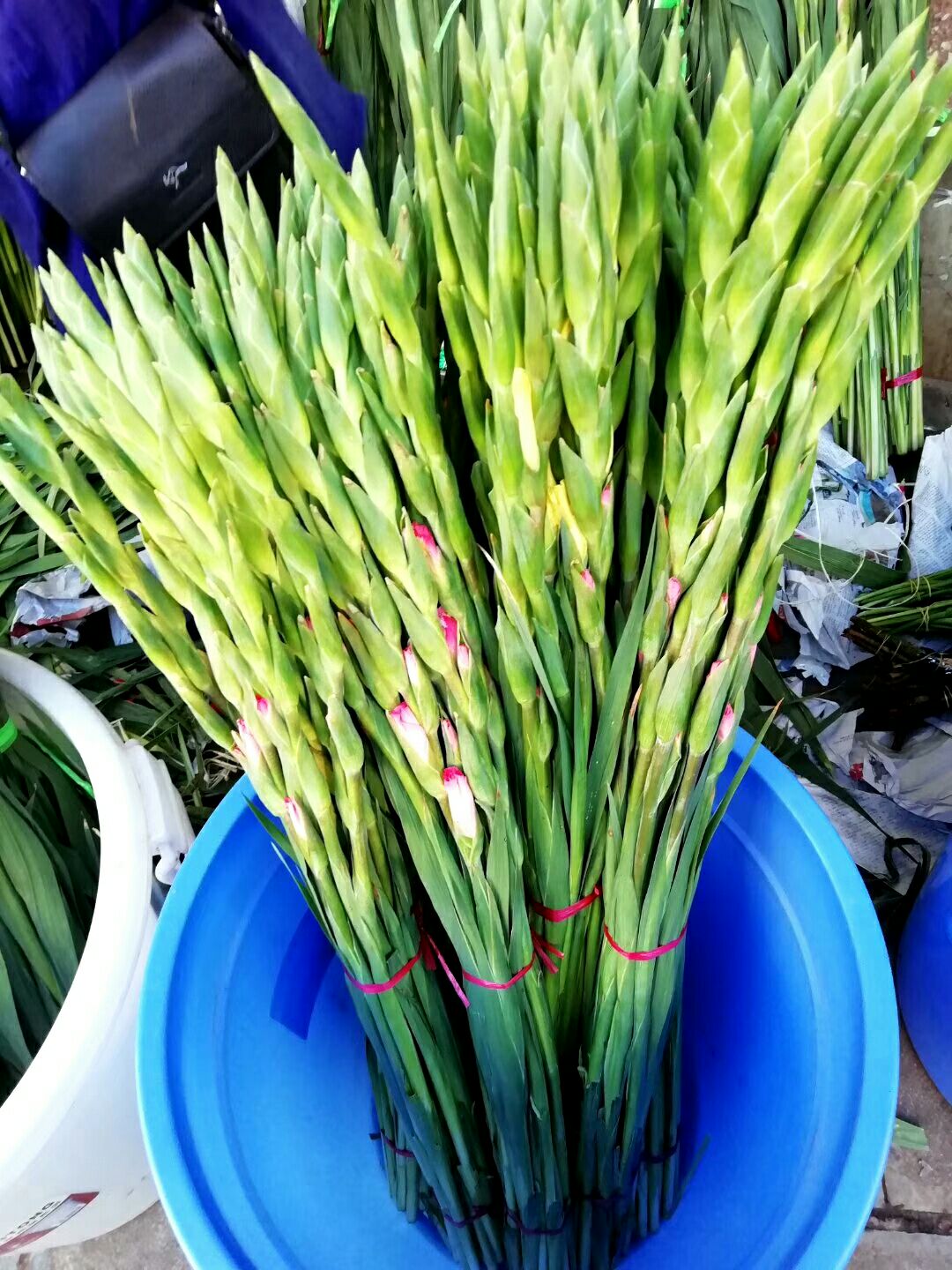唐菖蒲